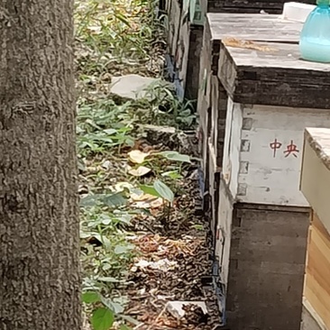 意蜂出售