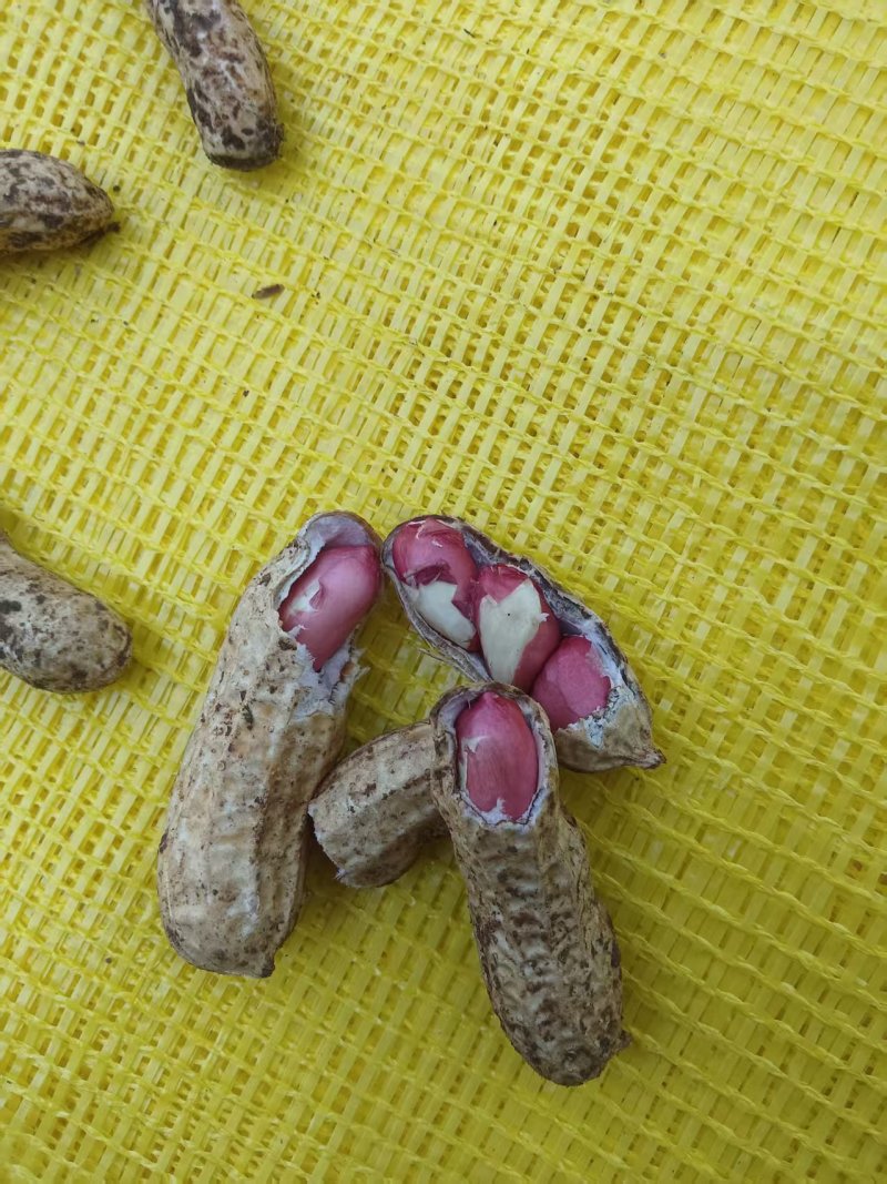 精品四粒红花生