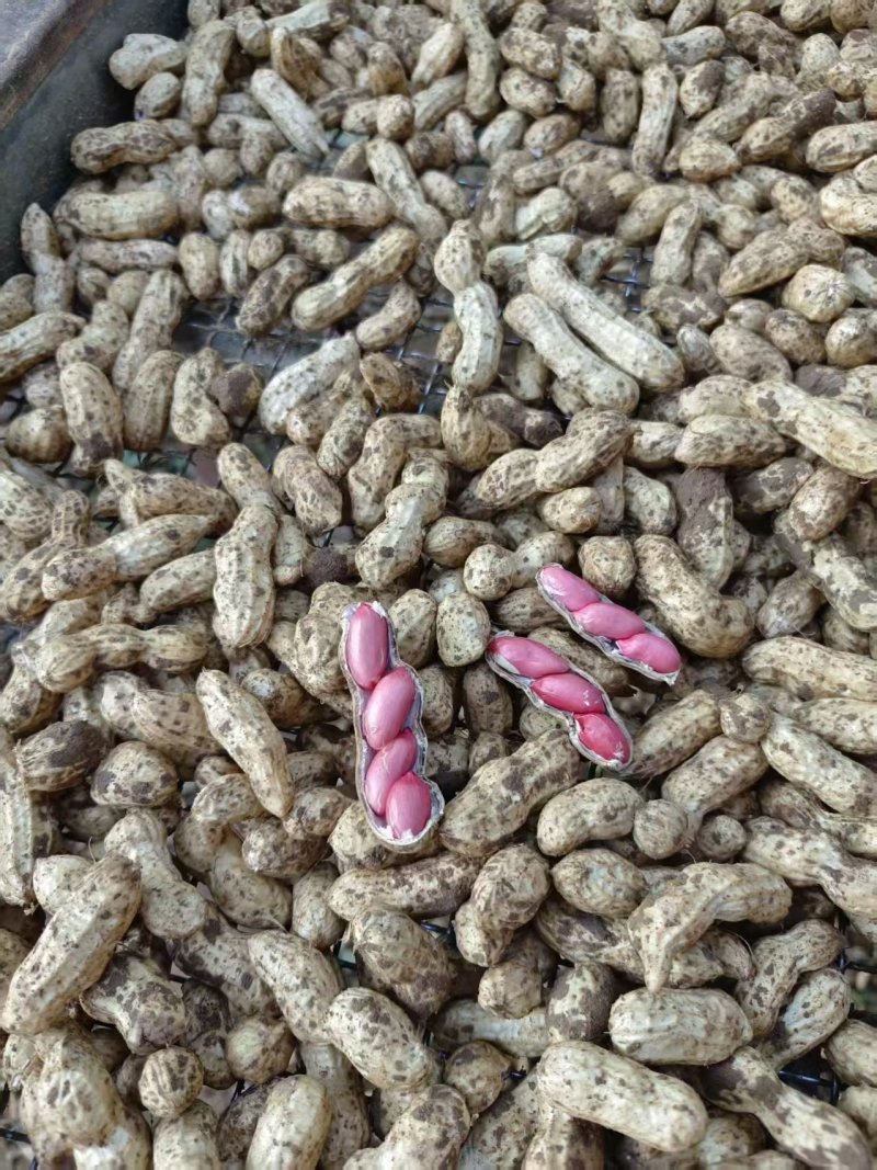 精品四粒红花生