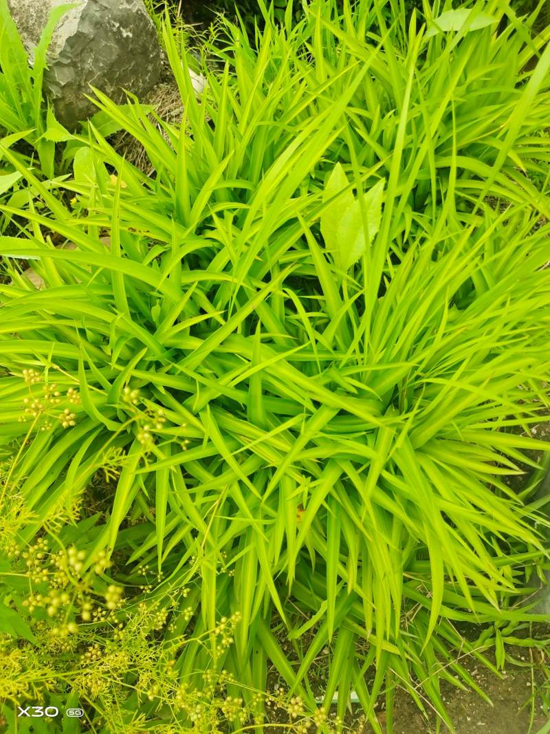 精品麦冬草