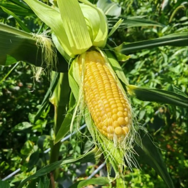 玉米