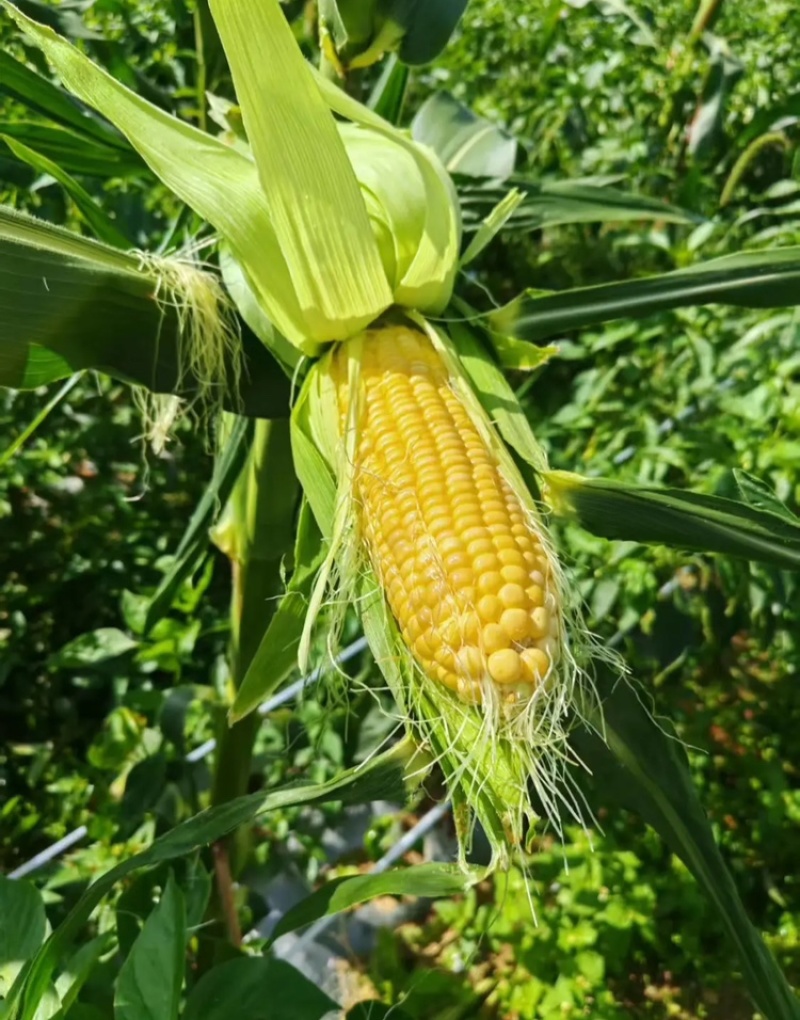 玉米