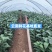 云南香水百合鲜花基地直发批发新鲜现采常年供应全年无休