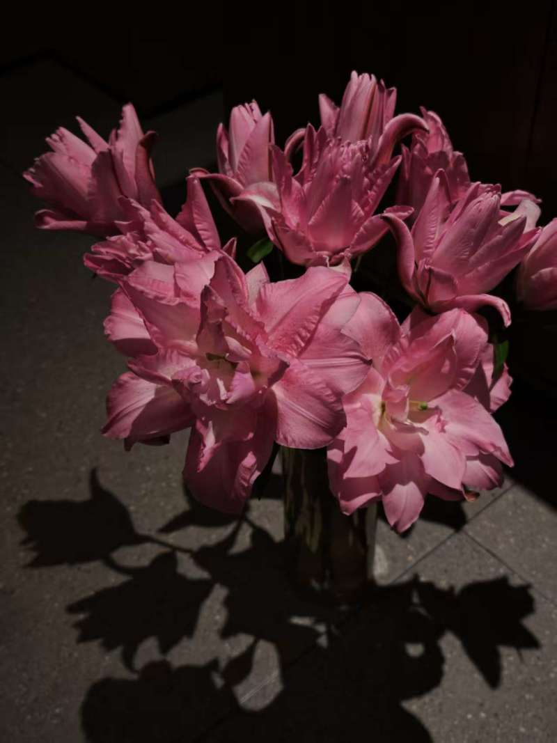 云南香水百合鲜花基地直发批发新鲜现采常年供应全年无休