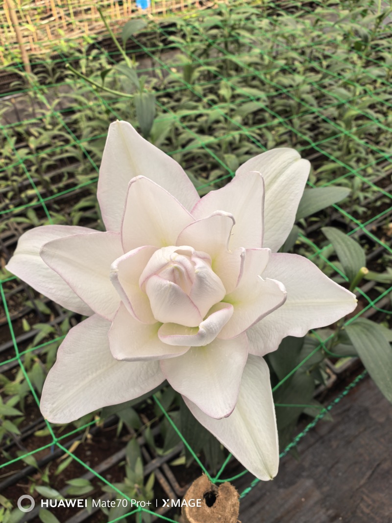 云南香水百合鲜花基地直发批发新鲜现采常年供应全年无休