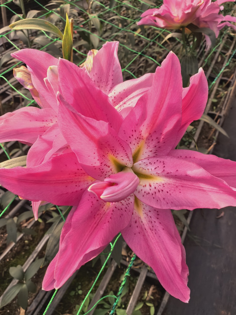 云南香水百合鲜花基地直发批发新鲜现采常年供应全年无休