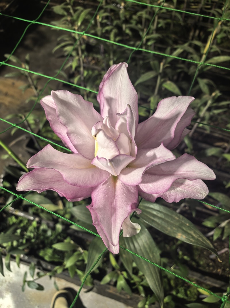 云南香水百合鲜花基地直发批发新鲜现采常年供应全年无休