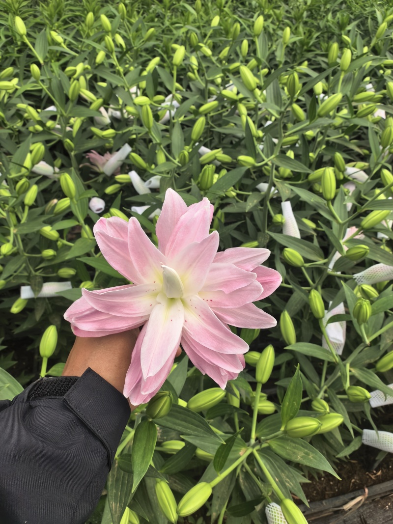 云南香水百合鲜花基地直发批发新鲜现采常年供应全年无休