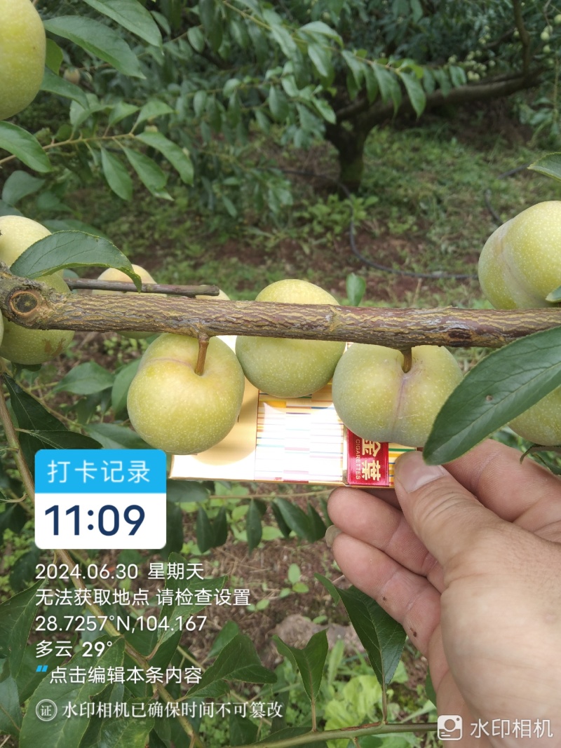 半边红李子大量供应电商果，越南果，市场果，产地一手货源