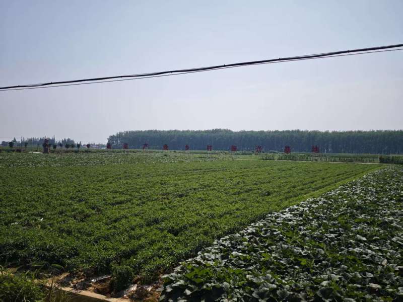 岳阳精品盘龙204南瓜，一手货源，全国供应，可视频看货