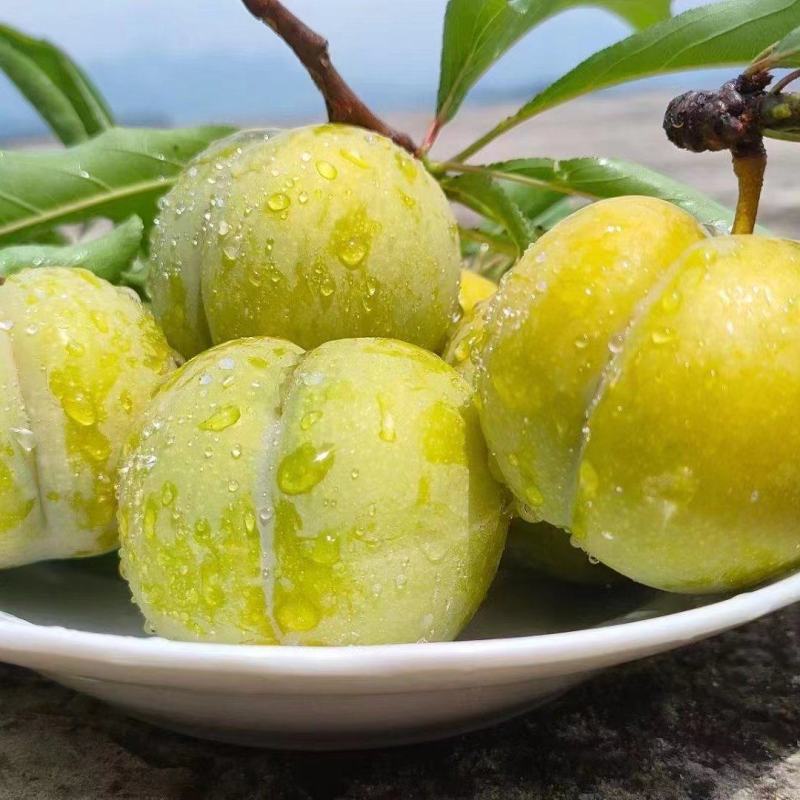 《万人合作商》八宝丹/五月脆/红宝石/味碲李产地大量供应