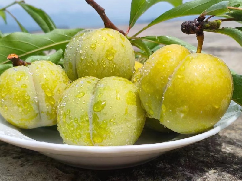 《精品》八宝丹/五月脆/红宝石/味碲李子大量供应产地直发