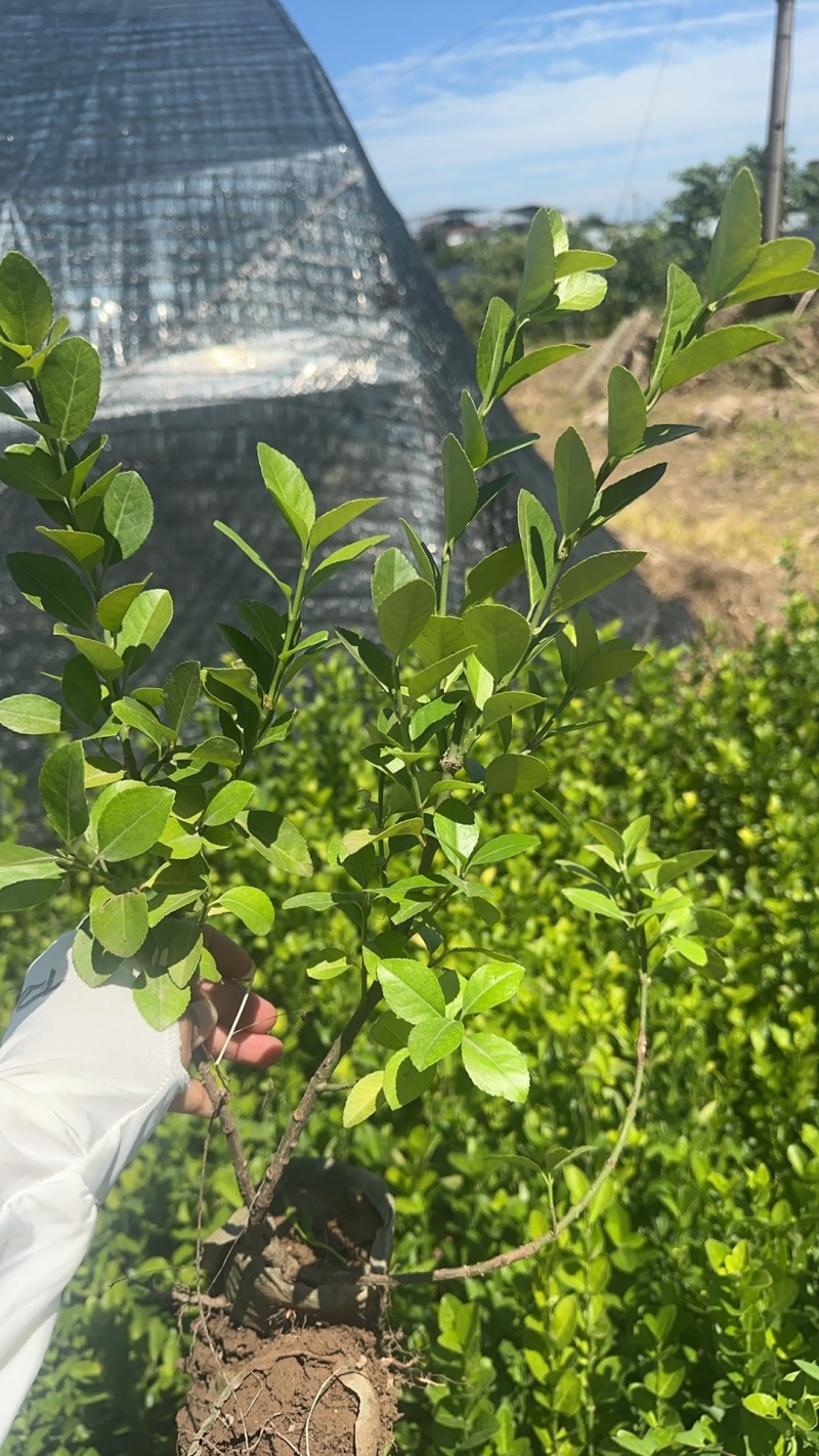 卫矛无纺布