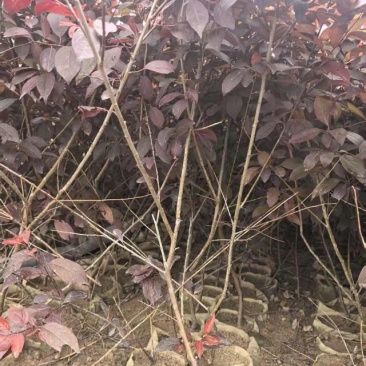 密枝红叶李无纺布