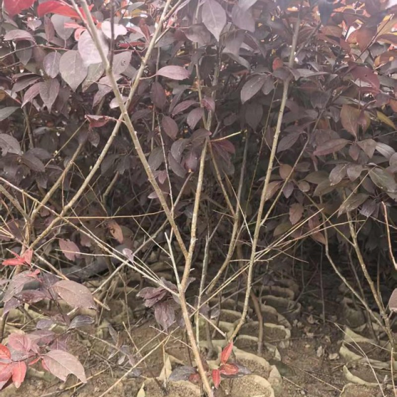密枝红叶李无纺布