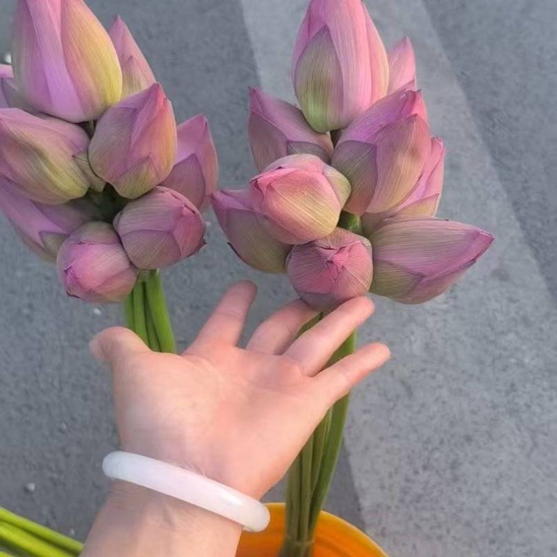 观赏荷花，个大，色艳