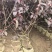 密枝红叶李无纺布