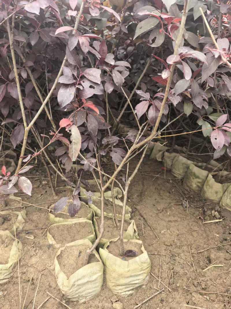 密枝红叶李无纺布