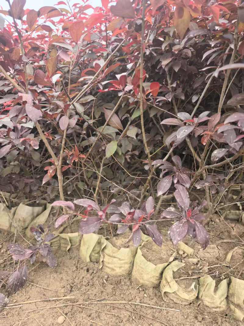 密枝红叶李无纺布