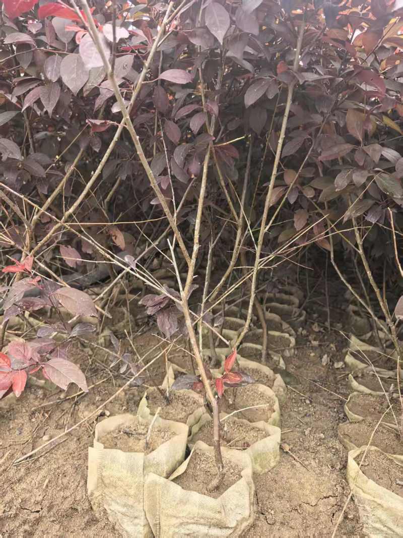 密枝红叶李无纺布