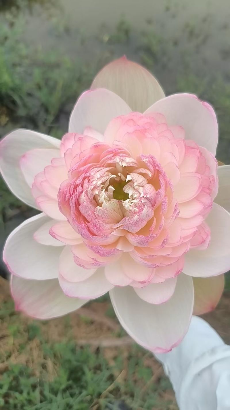 观赏荷花，个大，色艳