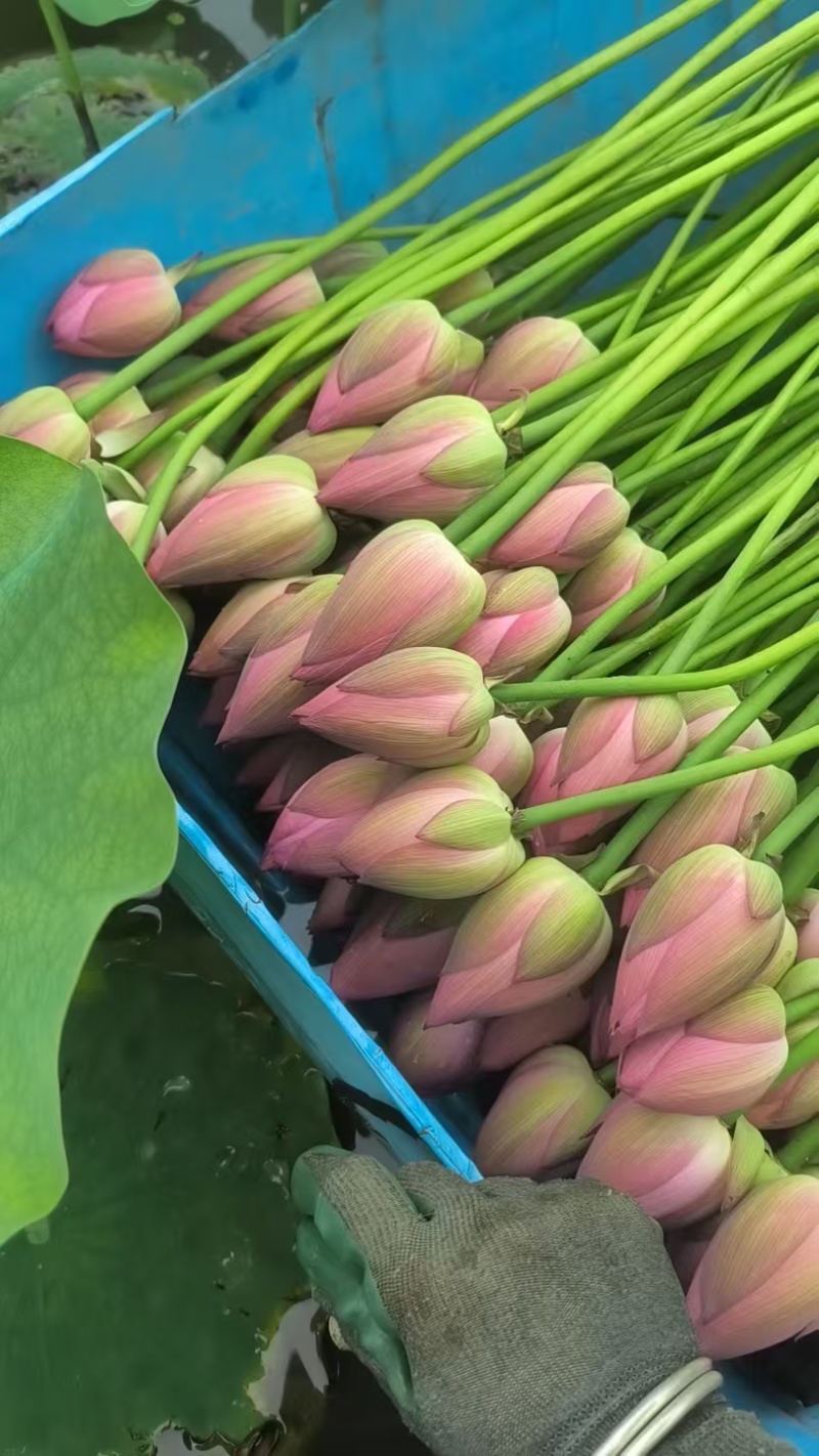 观赏荷花，个大，色艳