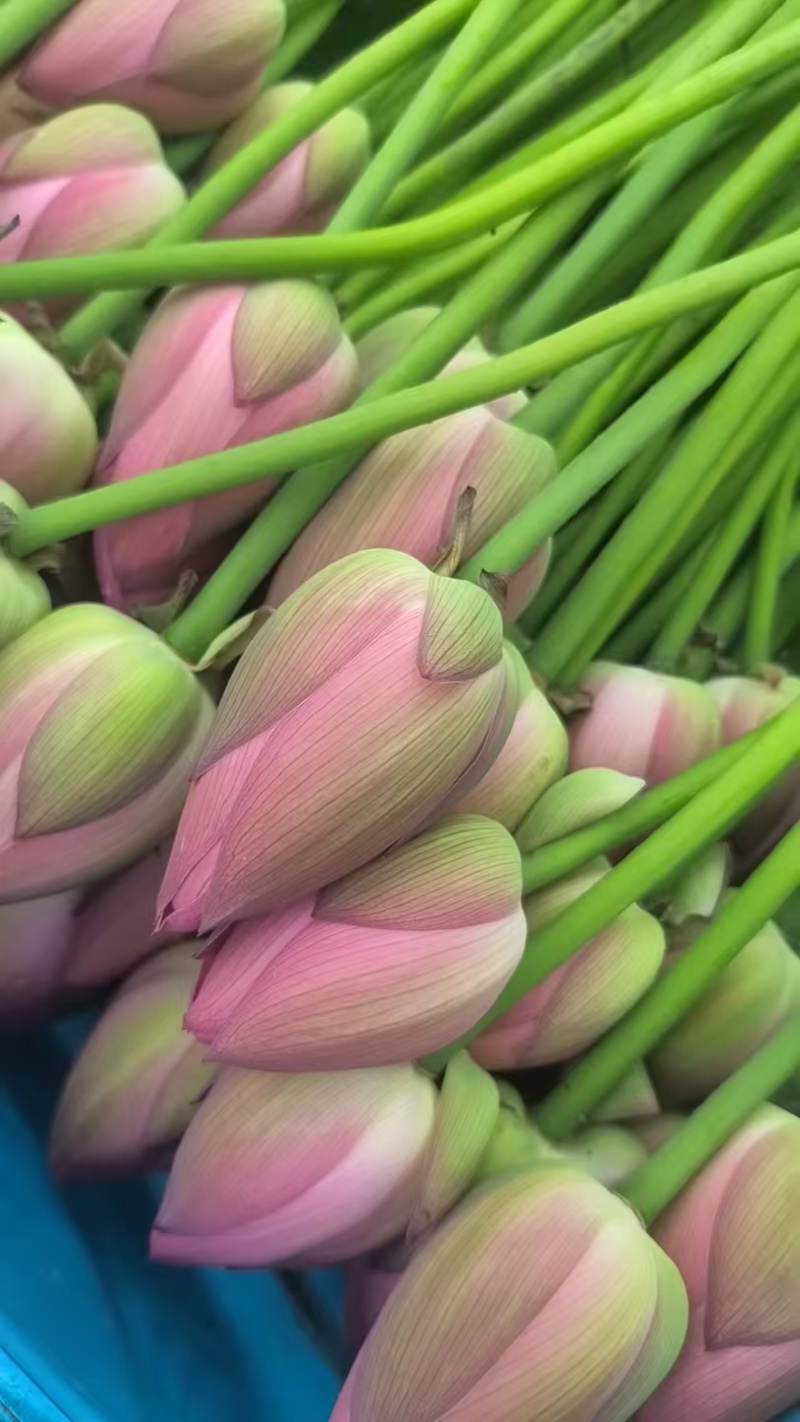 观赏荷花，个大，色艳