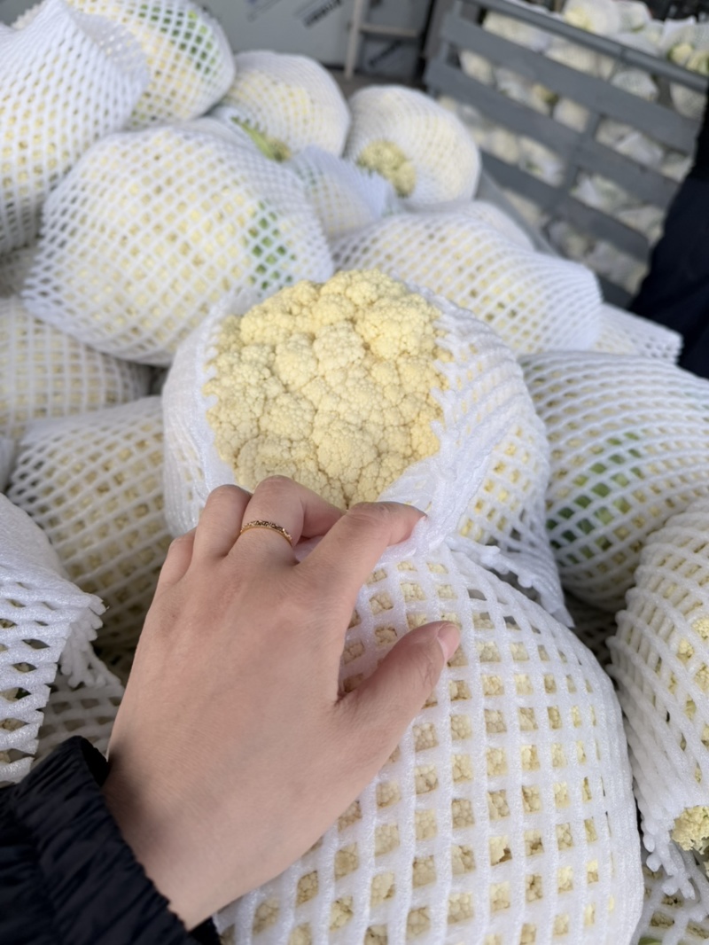 兰州精品花菜大量有货，质量很好，价格不高，欢迎采购