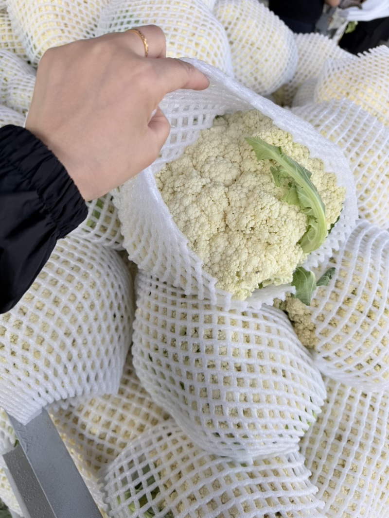 兰州精品花菜大量有货，质量很好，价格不高，欢迎采购