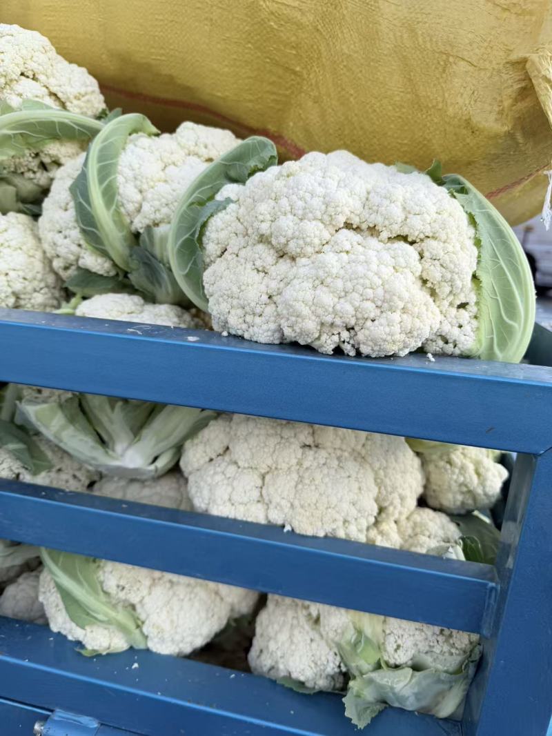 张家口精品有机花菜大量有货供应，青梗白面，全国发货