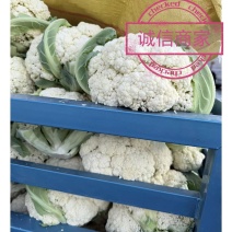张家口精品有机花菜大量有货供应，青梗白面，全国发货