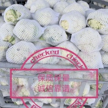 精品有机花菜大量上市，质量很好，欢迎各地商超合作共赢