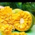 海南三亚黄肉菠萝蜜一整个新鲜水果14-17斤当季木波罗蜜