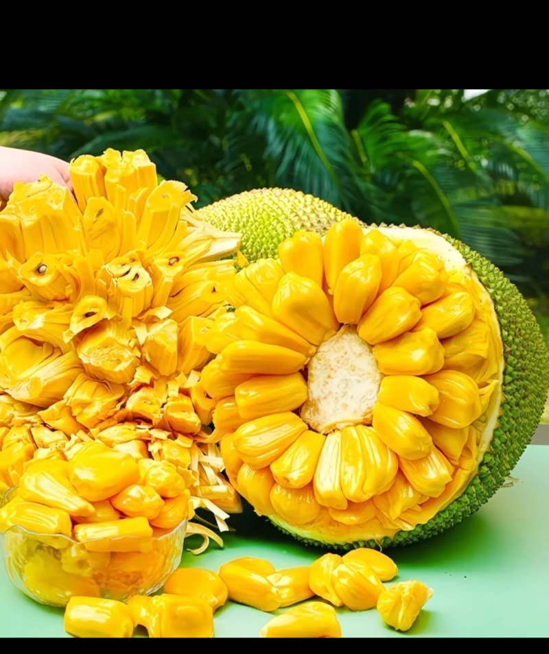 海南三亚黄肉菠萝蜜一整个新鲜水果14-17斤当季木波罗蜜