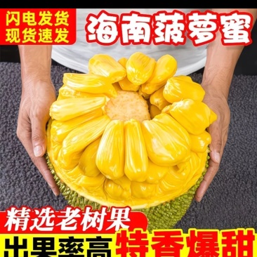 海南三亚黄肉菠萝蜜一整个新鲜水果14-17斤当季木波罗蜜