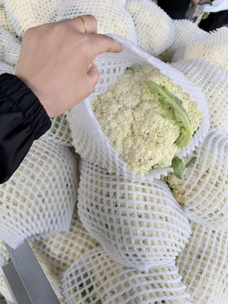 精品有机花菜大量上市，质量很好，欢迎各地商超合作共赢