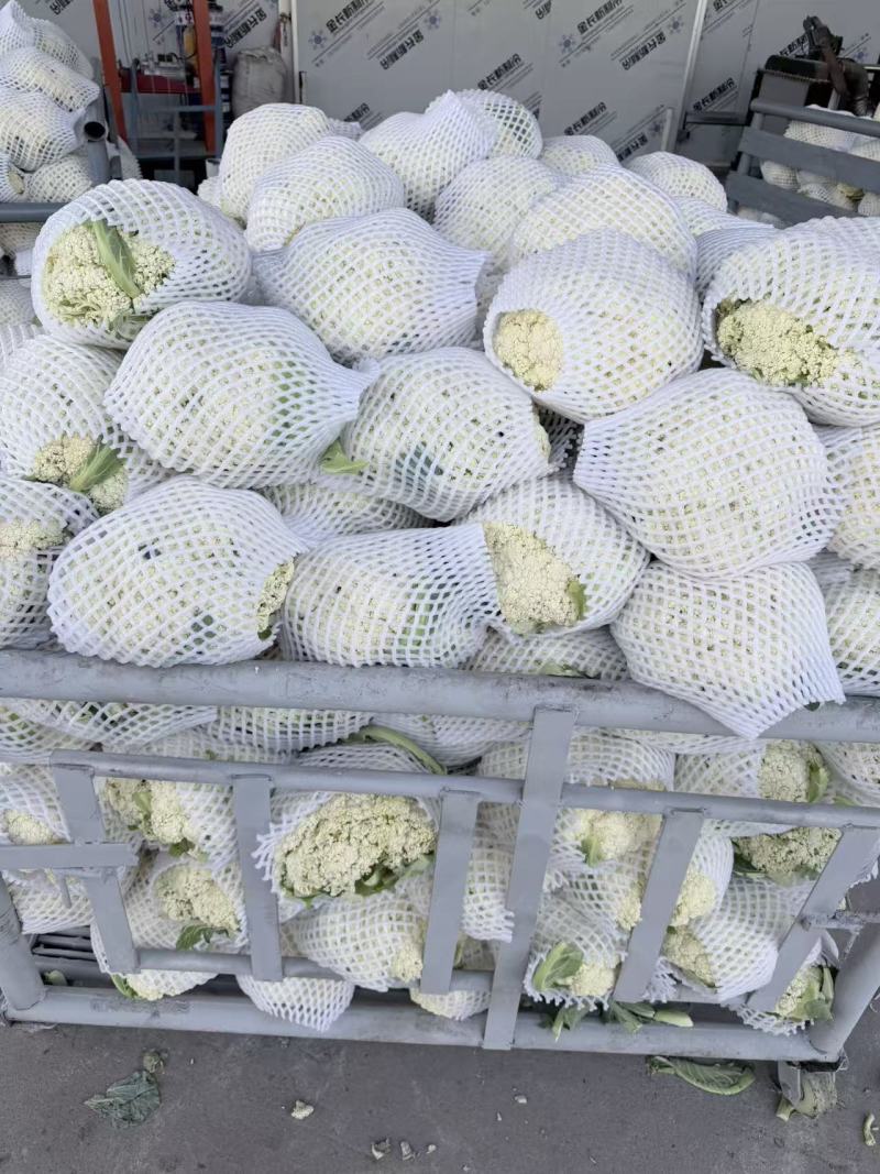 精品有机花菜大量上市，质量很好，欢迎各地商超合作共赢
