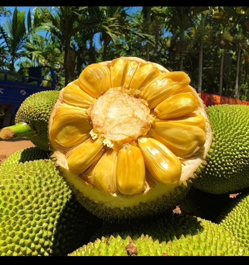 海南三亚黄肉菠萝蜜一整个新鲜水果14-17斤当季木波罗蜜