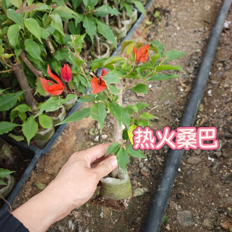 热火桑巴三角梅小苗