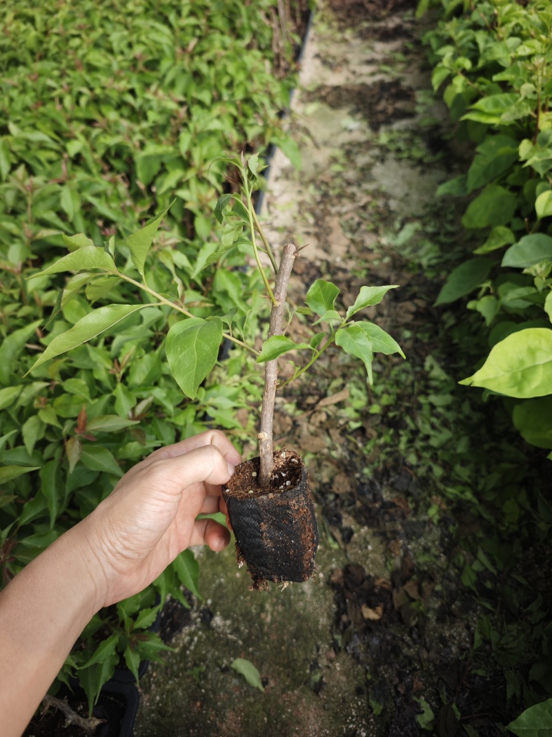 热火桑巴三角梅小苗