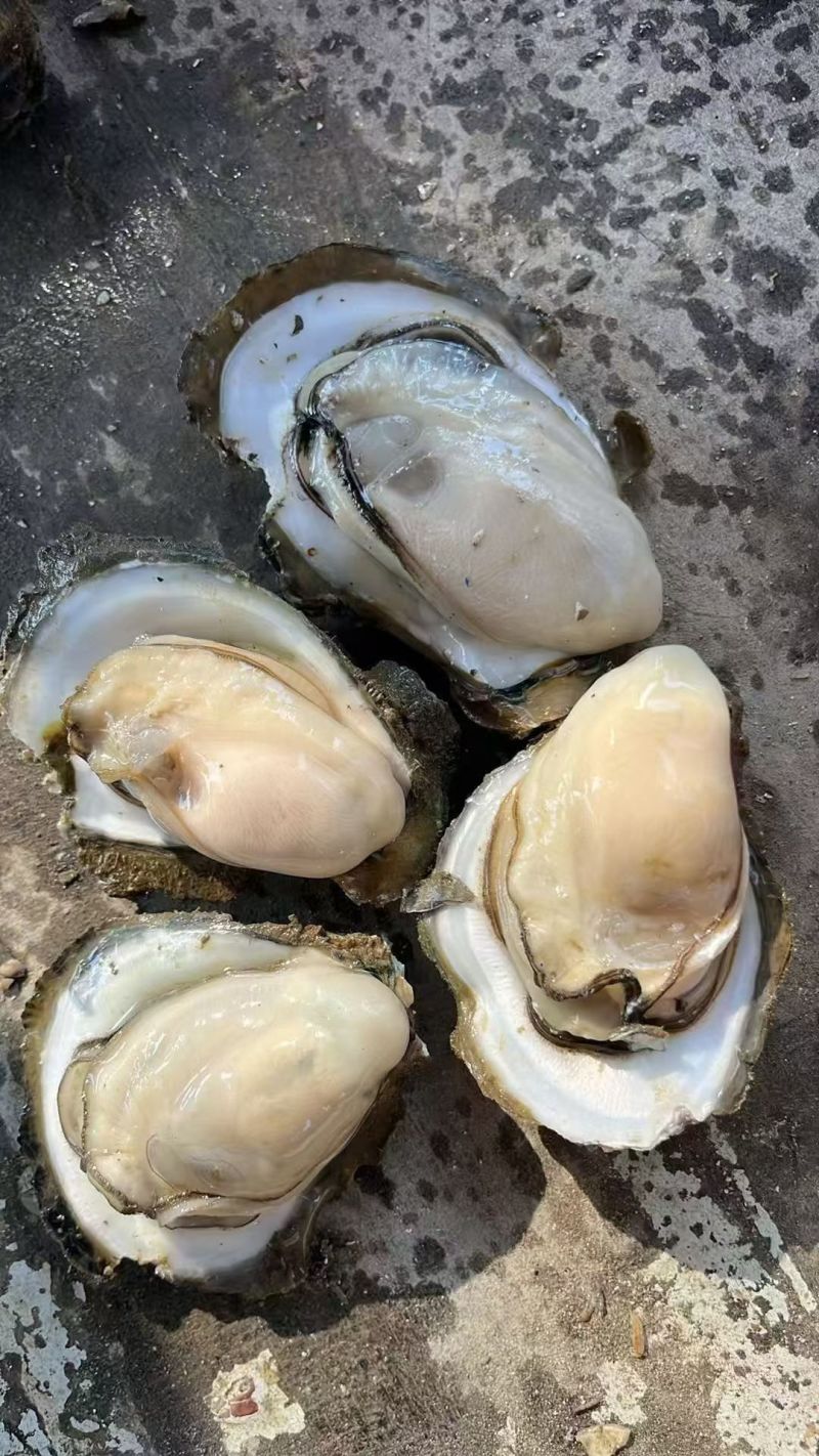 生蚝