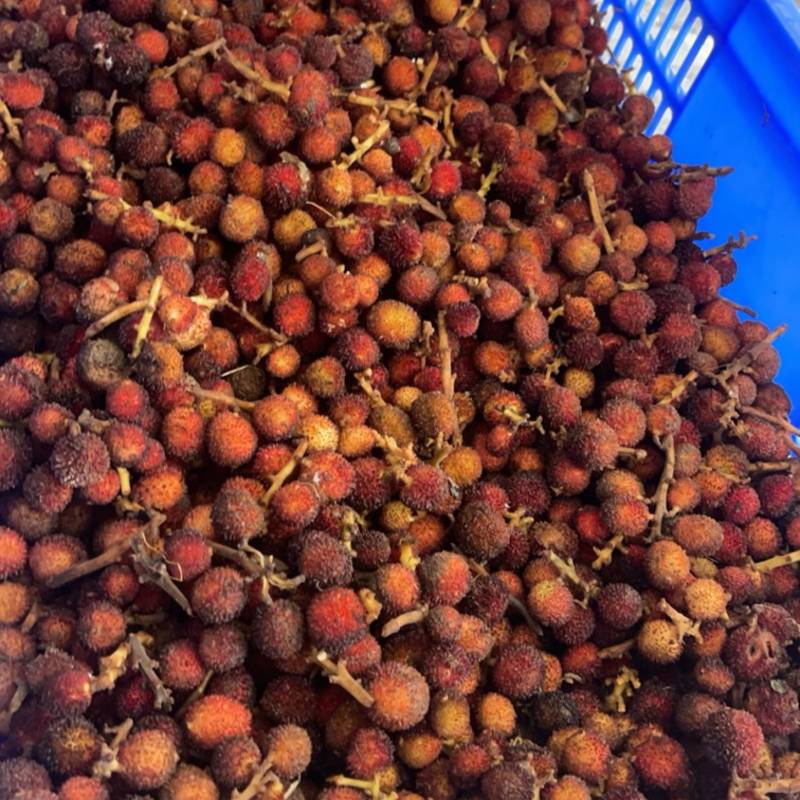 新鲜砂仁，批发，代发，均可。