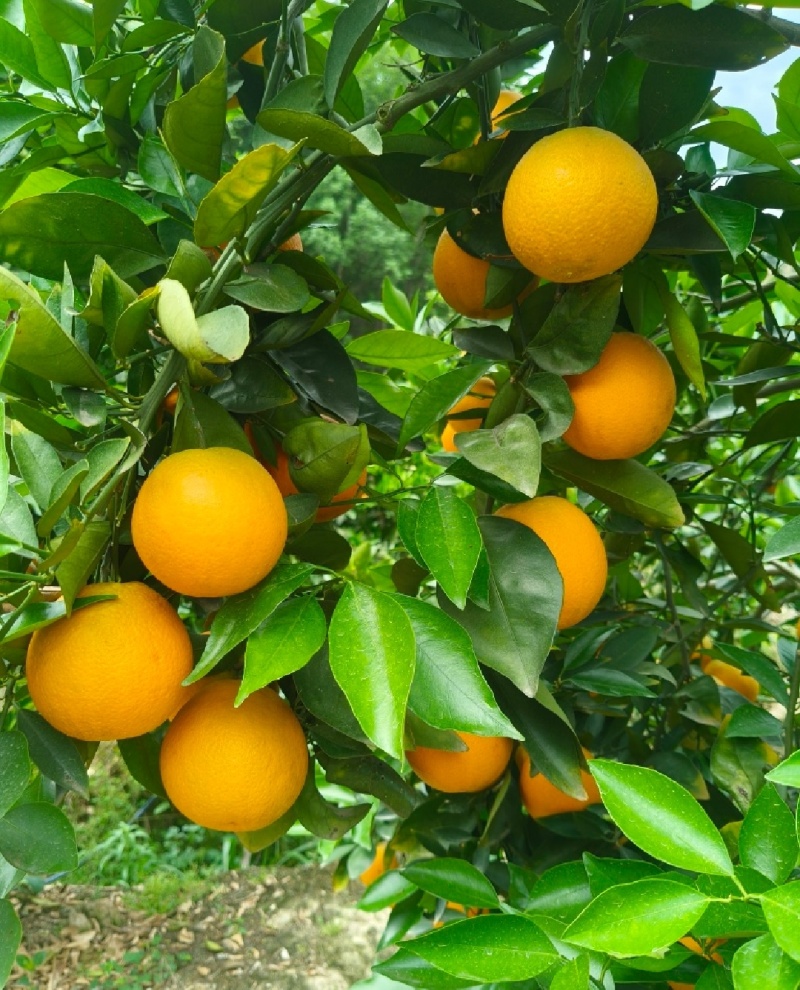 夏橙口感好水分充足农户一手货价格可议