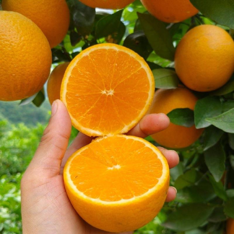 夏橙口感好水分充足农户一手货价格可议
