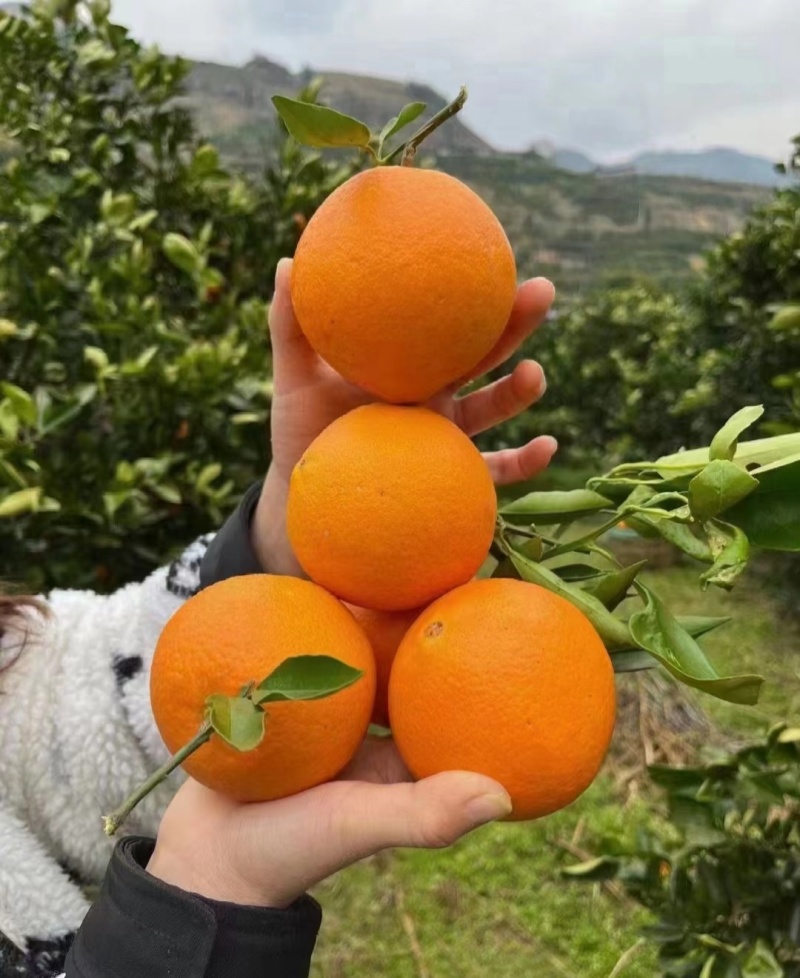 湖北夏橙酸甜可口，对接电商社团市场商超，农户一手货