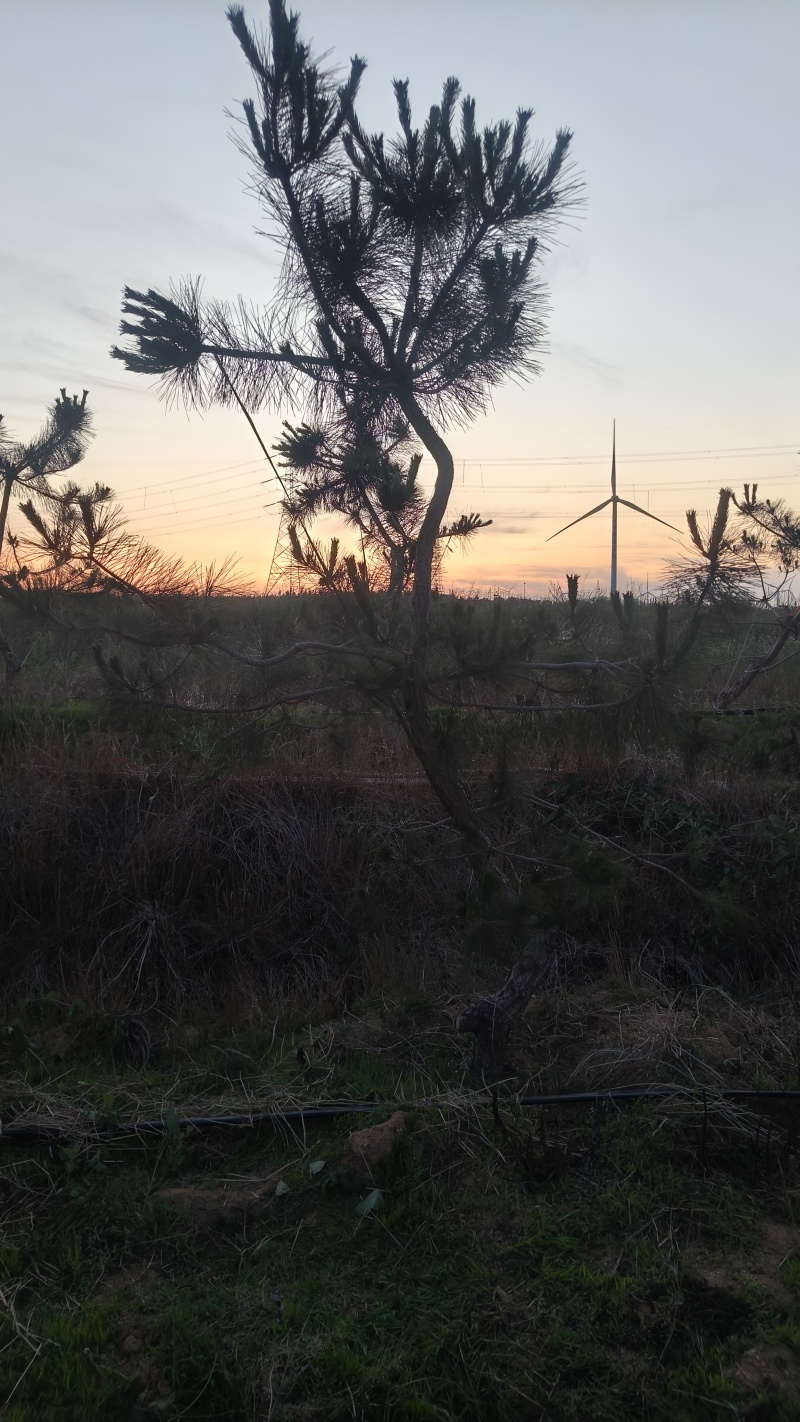 黑松半吊子造型行道树造型黑松各种规格齐全地栽15年