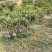 四川新世纪彩虹芒一手货源全链对接全国批发市场电商等