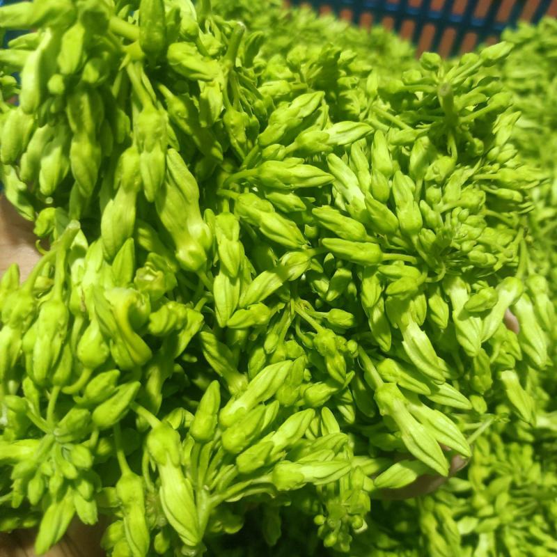 夜香花，广西夜香花，产地直发，欢迎来电咨询