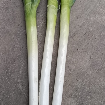 精品大葱
