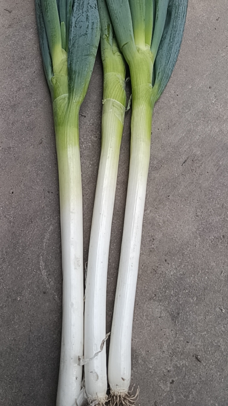 精品大葱